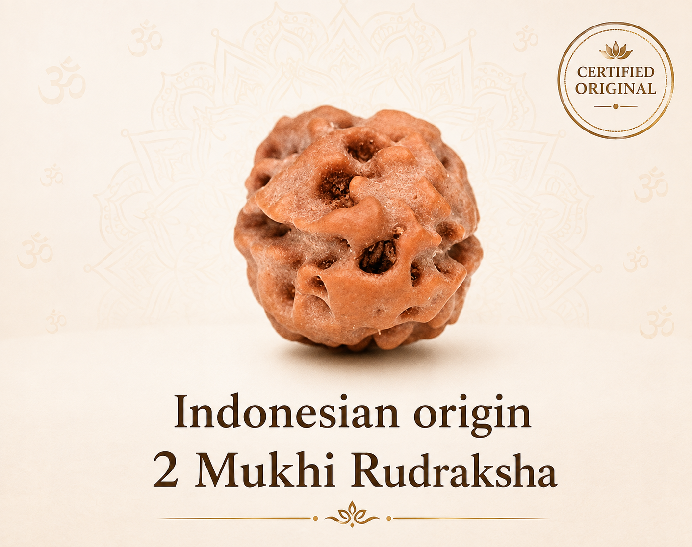 2 Mukhi Rudraksha ( Indonesian  Origin)